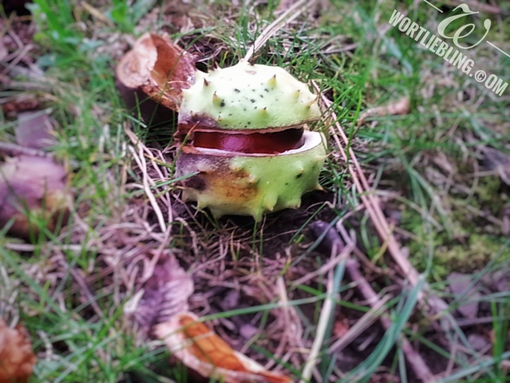 Der letzte Artgenosse